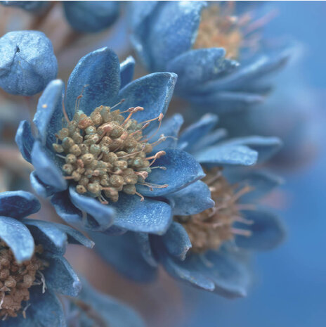 Kaart Blauwe bloem