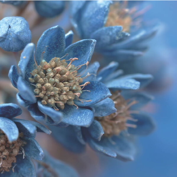 Kaart Blauwe bloem