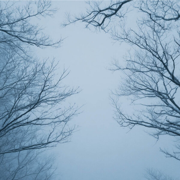 Kaart Winterlucht takken