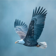 Kaart Adelaar blauw